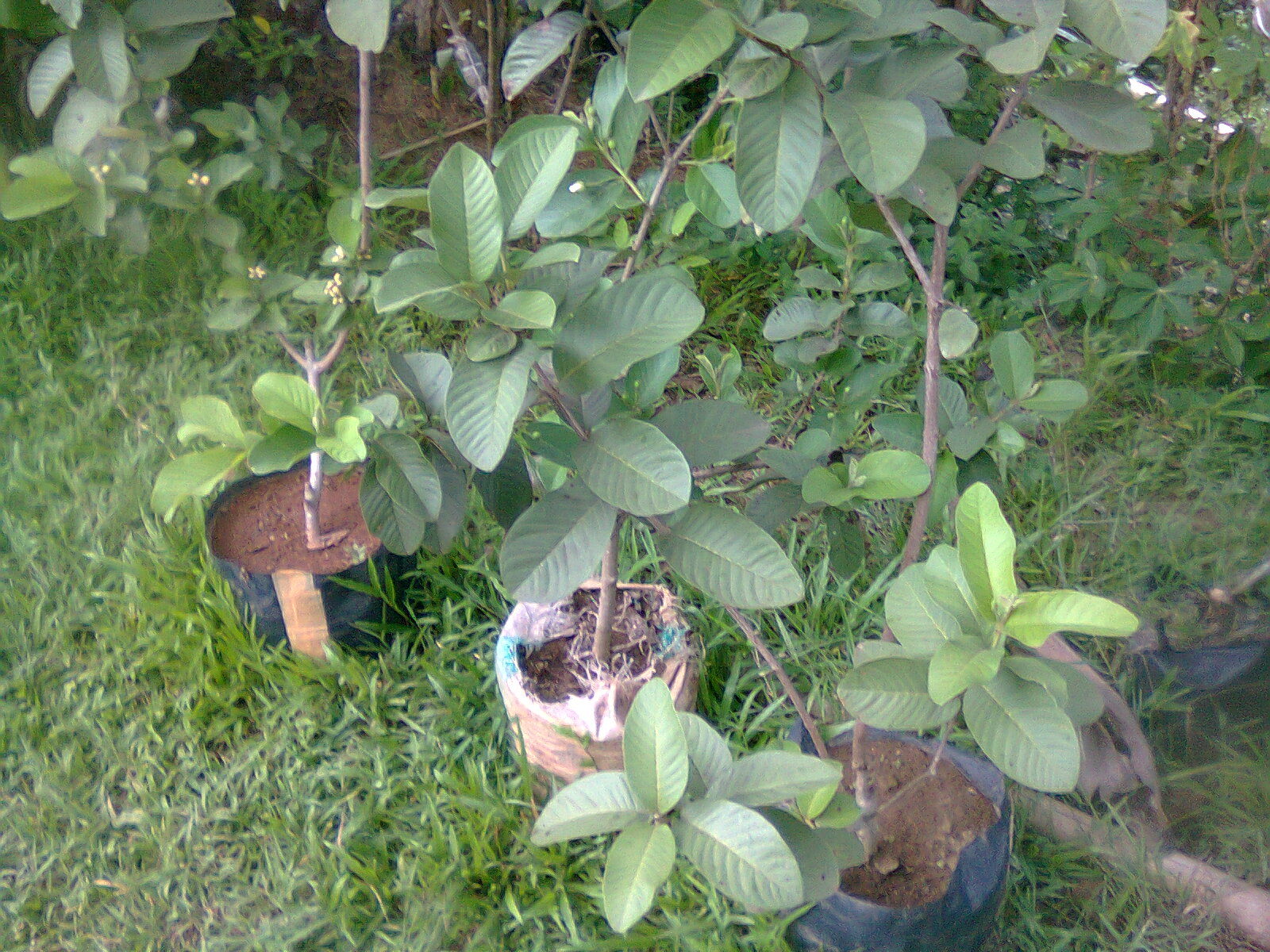Keuntungan Dan Kelemahan Mencangkok Tanaman Guru Ilmuan