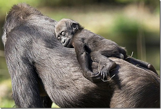 Gambar foto Bayi Gorila dan induknya  Download Foto Fb HD