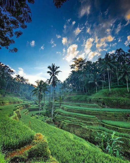 Top 10 Best Places to View Rice Terraces in Bali, tegalalang rice terrace ubud, best rice terraces in ubud, best time to visit bali rice terraces, jatiluwih rice terrace, tegalalang rice terrace restaurant, tegalalang rice terrace entrance fee, tegalalang rice terrace wikipedia, tegalalang rice terrace vs jatiluwih, best rice terraces in bali, tegallalang rice terraces in bali, famous rice terraces in bali, biggest rice terraces in bali, rice terraces bali ubud, rice terraces bali unesco, rice terraces bali wikipedia, rice terraces bali map, rice terraces bali tour, tegalalang rice terrace in ubud bali indonesia, tegalalang rice terrace bali map, tegalalang rice terraces bali, tegalalang rice terrace ubud bali, tegallalang rice terraces bali, tegalalang rice terrace bali map, tegalalang rice terrace ubud bali, tegalalang rice terrace in ubud bali indonesia, tegalalang rice terrace ubud bali, tegalalang rice terrace in ubud bali indonesia, tegalalang rice terrace bali map,things to do in bali,bali destinations guide map for couples families to visit,bali honeymoon destinations,bali tourist destinations,bali indonesia destinations,bali honeymoon packages 2016 resorts destination images review,bali honeymoon packages all inclusive from india,bali travel destinations,bali tourist destination information map,bali tourist attractions top 10 map kuta seminyak pictures,bali attractions map top 10 blog kuta for families prices ubud,bali ubud places to stay visit see