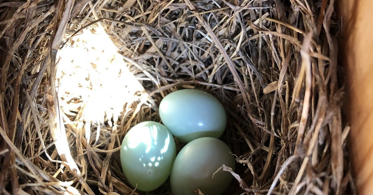 Pioneers Park Bluebirds: Three new eggs