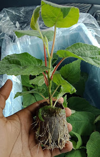 kiwi fruit seedling for sale