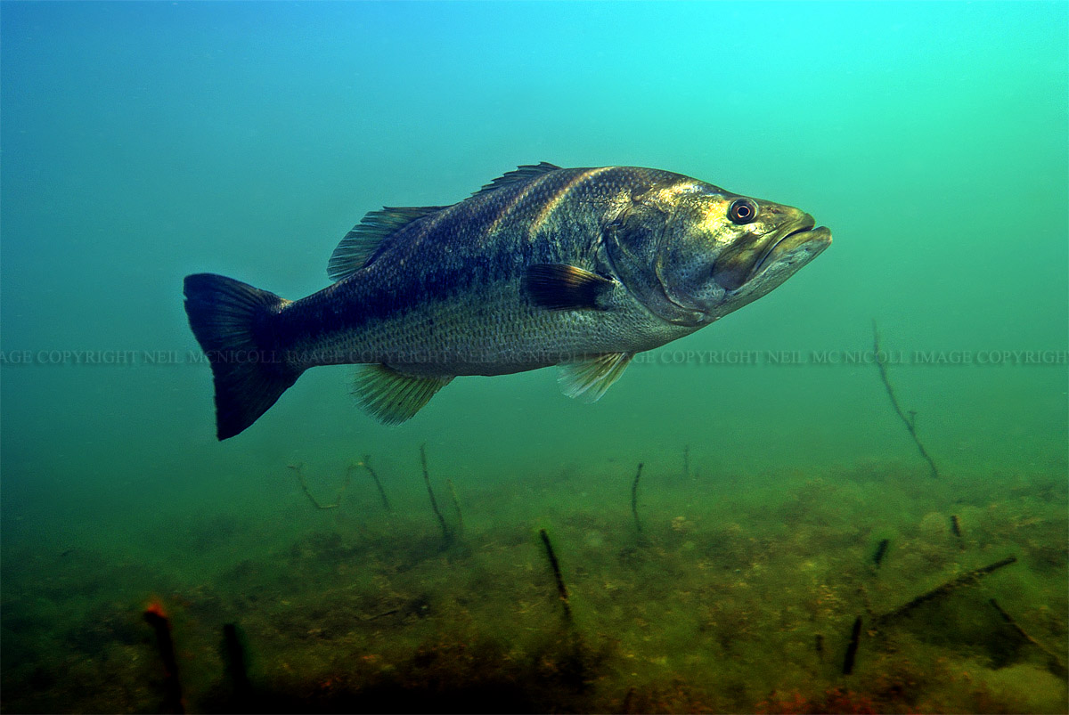 Largemouth Bass Underwater Photography