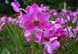 Anim Agro Technology TANAMAN ORKID Anim Agro Technology TANAMAN ORKID
