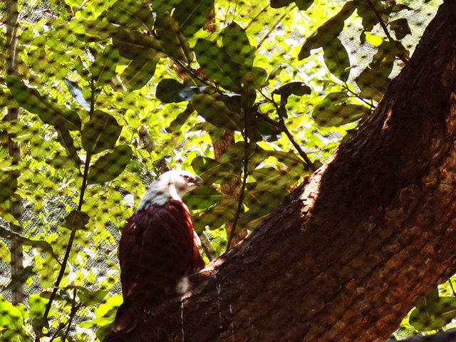 Kisah Pilu Elang Bondol Sang Maskot Jakarta Aryanata Razki