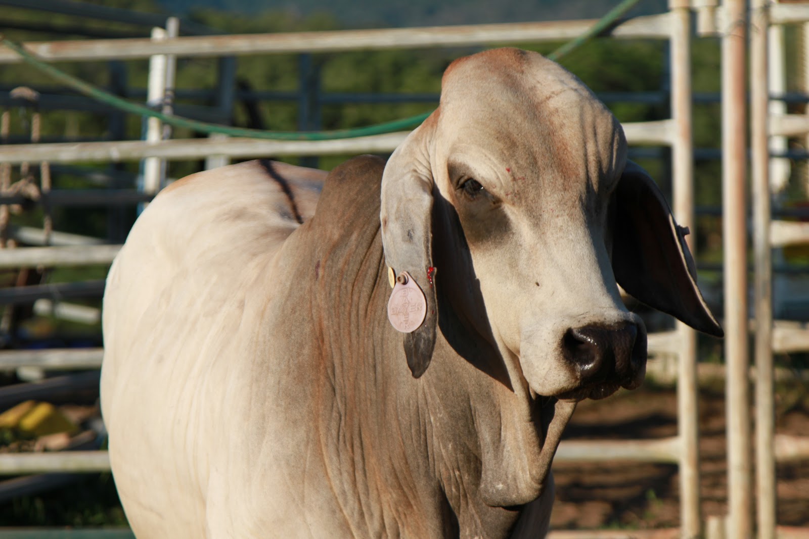Lindley Park Brahmans Young Bulls