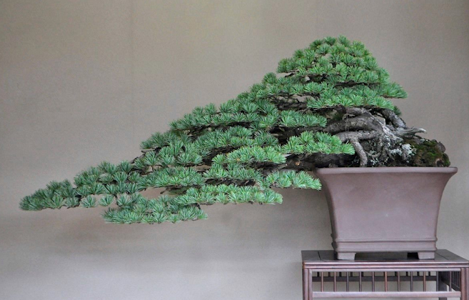 Cara Mudah Membuat Bonsai Bagi Pemula