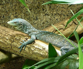Erek Erek 2 Angka Biawak