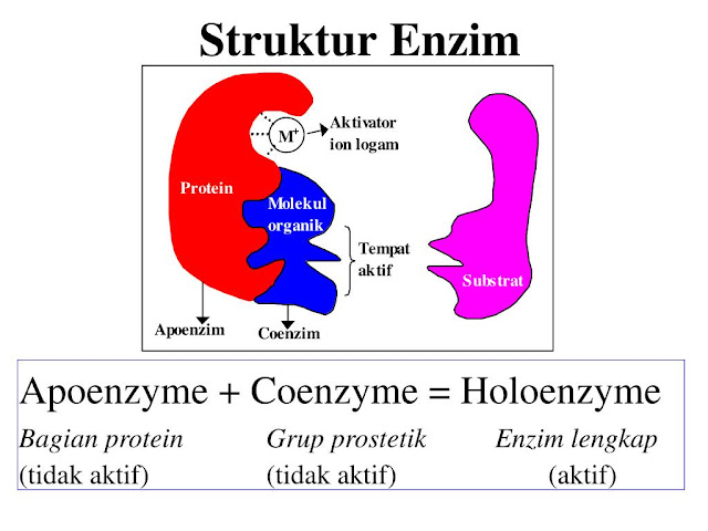 Struktur Enzim Apoenzim dan Koenzim