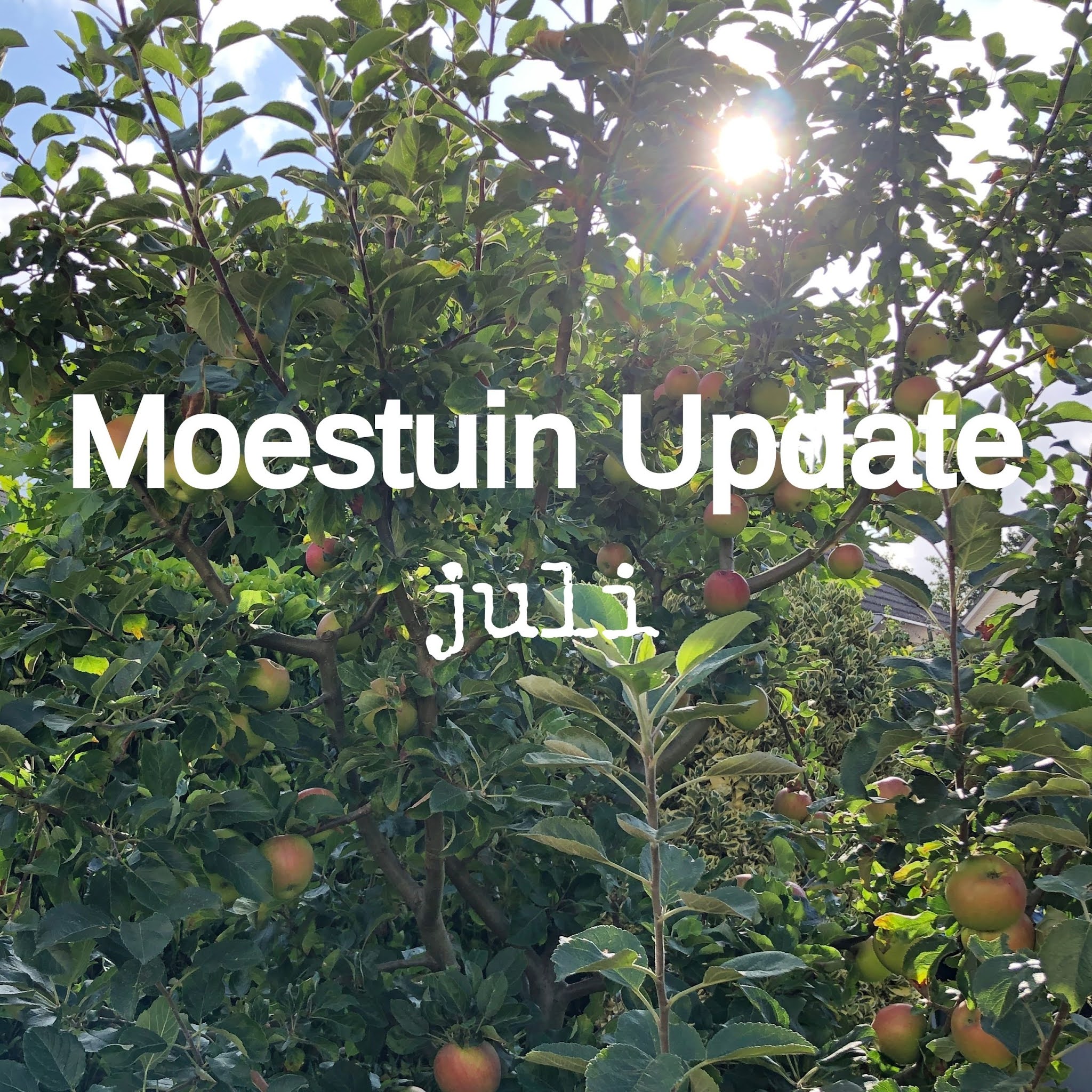 moestuin update juli volkstuin zomer