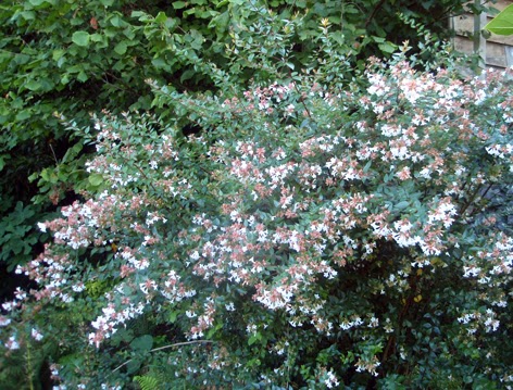 abelia