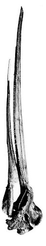 craneo de Eurhinodelphis