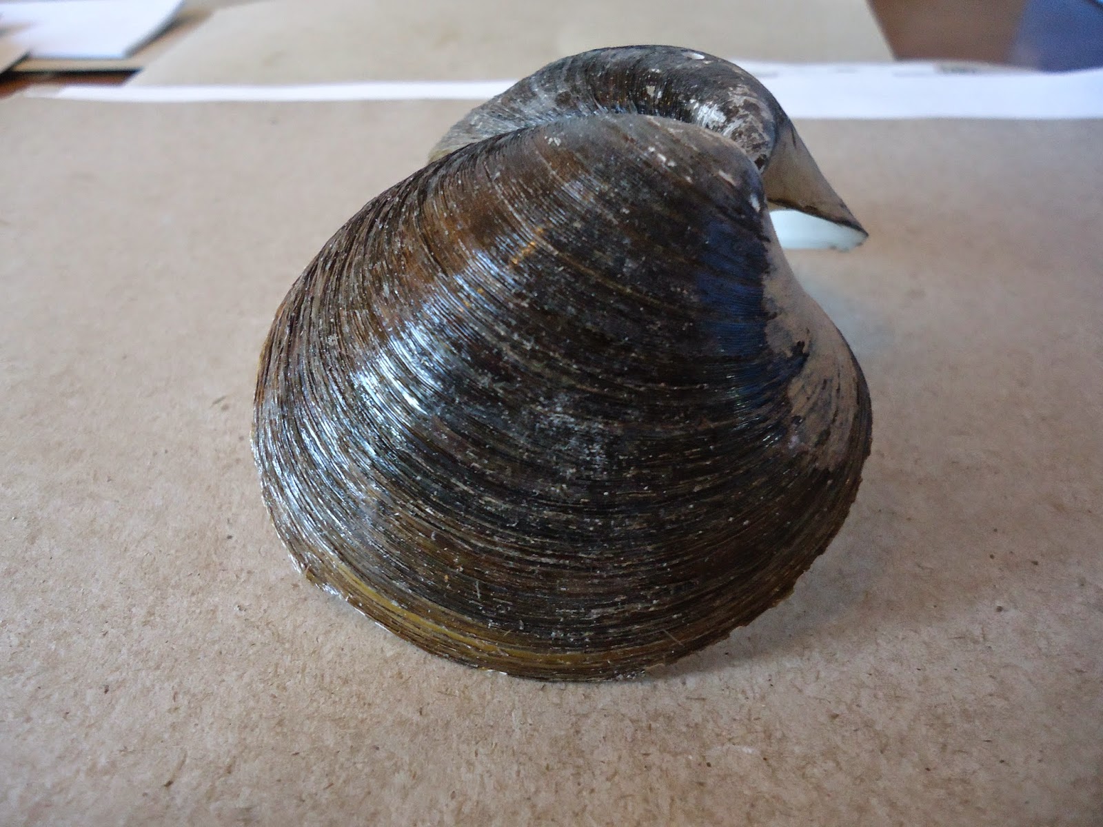 Huntsman Marine Science Centre November 2014