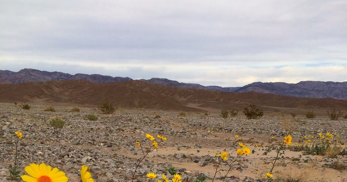 Phillip's Natural World Superbloom in Death Valley
