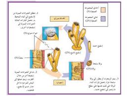 تتغذى الاسفنجيات بطريقه مختلفه عن الجوفمعويات