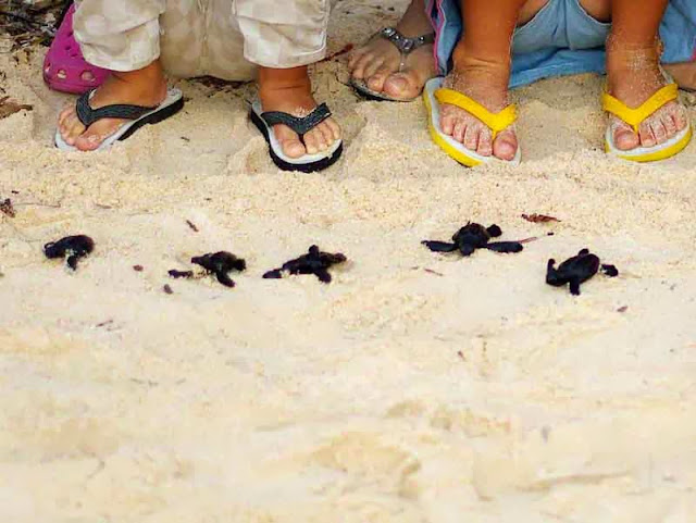 baby sea turtles on beach, children