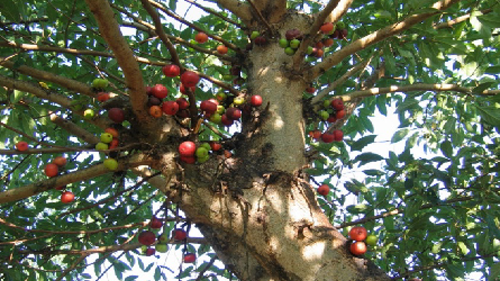 6 Ciri Ciri Pohon Loa Padang Ekspres