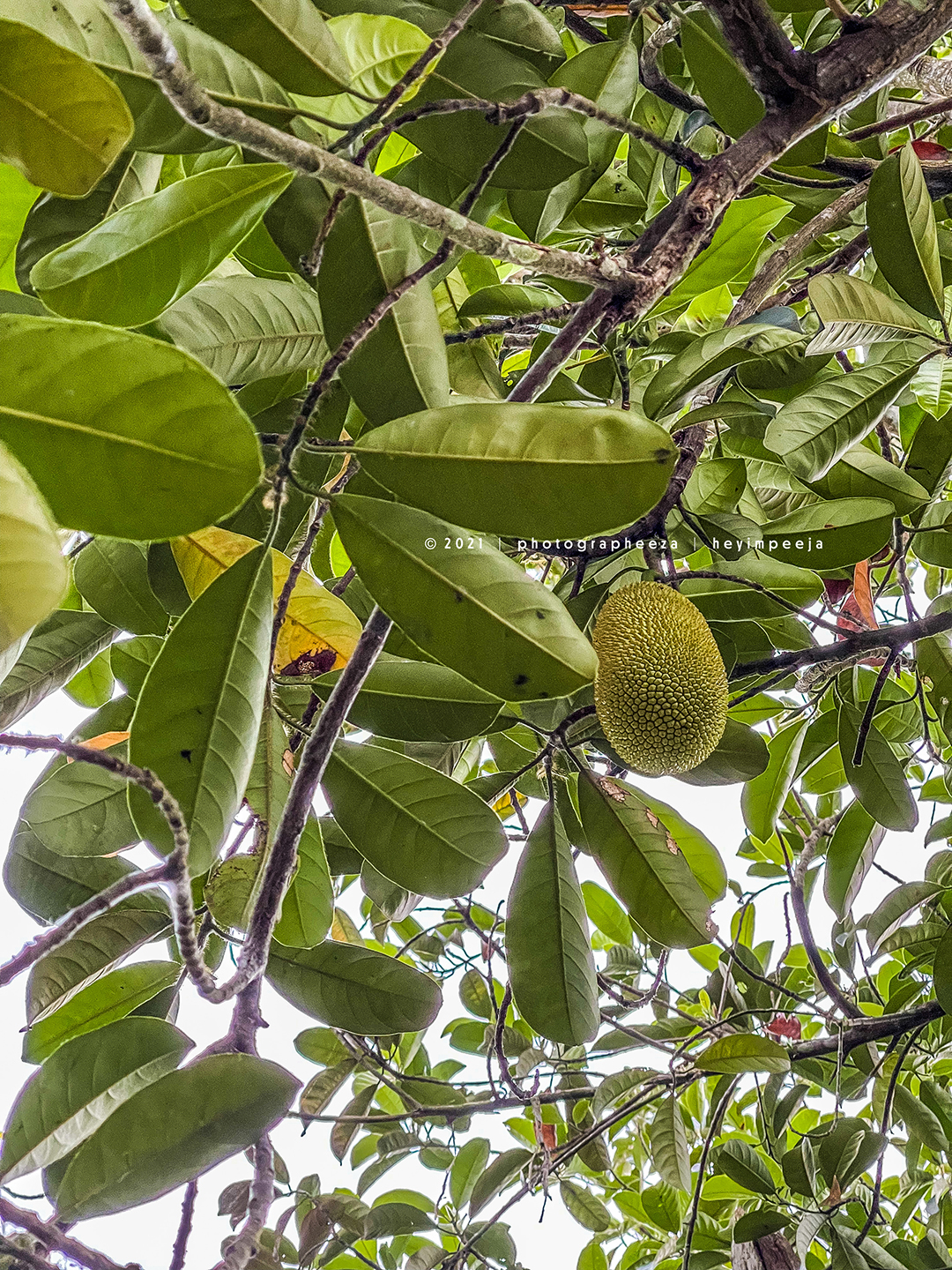 Potong cempedak cara 5 Cara