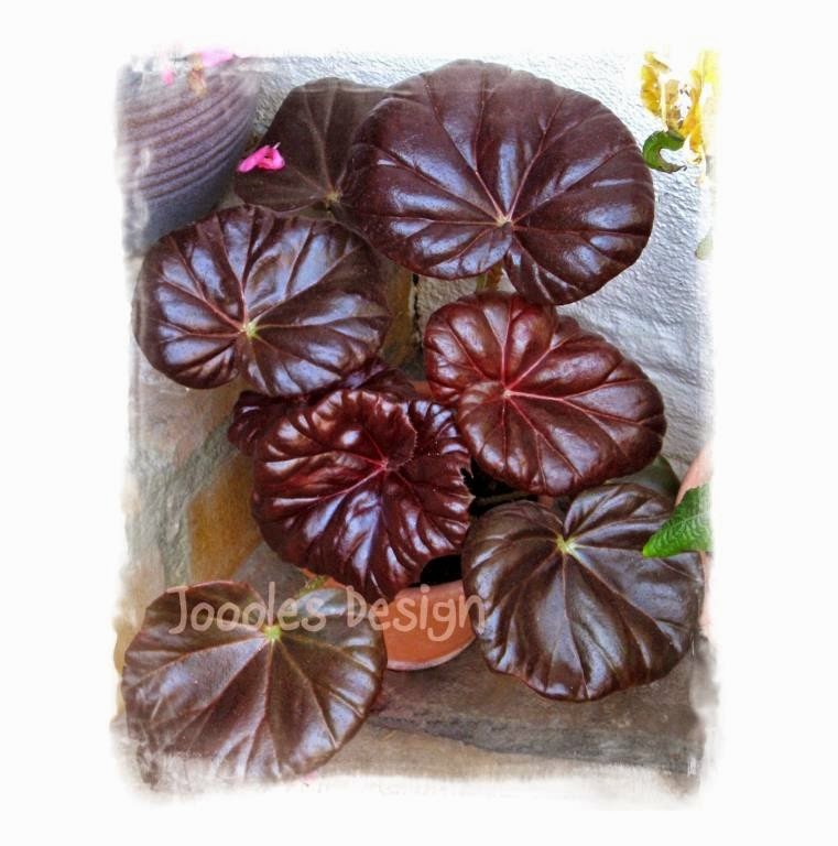 Всё о бегониях и не только... Begonia 'Foxy Lady', Begonia 'Freddie