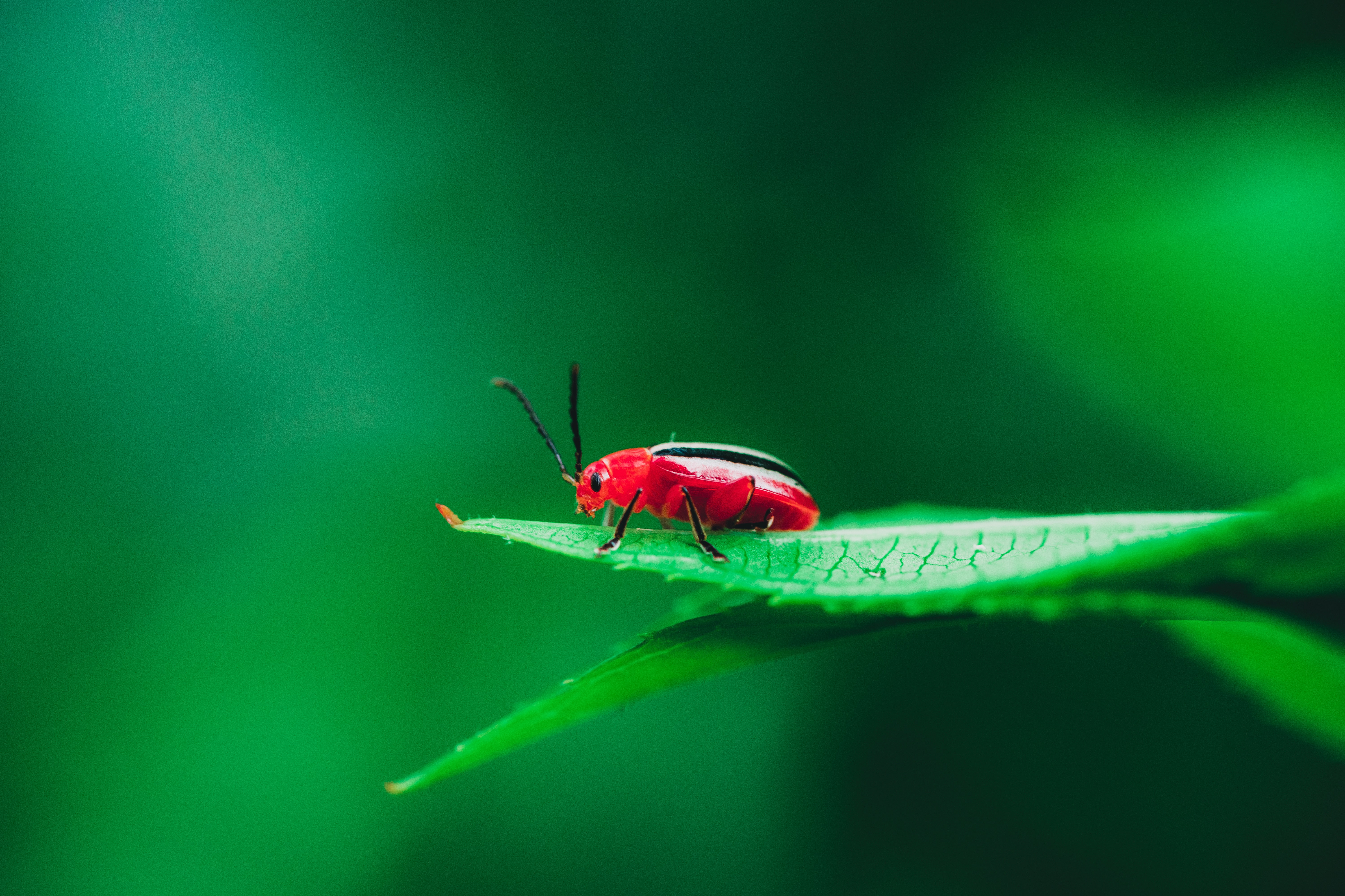 Беспозвоночные насекомые. Cardinal Beetle. Блохи красивые картинки. Download also