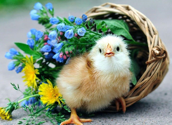 Baby Chicken Wallpapers  Top Free Baby Chicken Backgrounds   WallpaperAccess