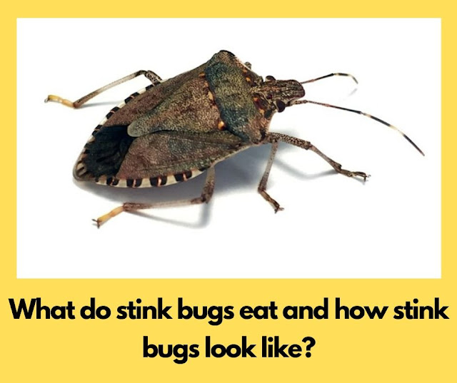 What do stink bugs eat and how stink bugs look like? What do stink bugs eat and how stink bugs look like?