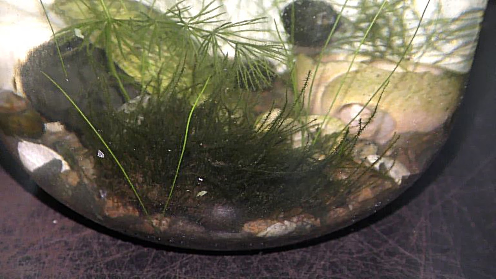 Random Bits Two Ways to Grow Land Moss Underwater