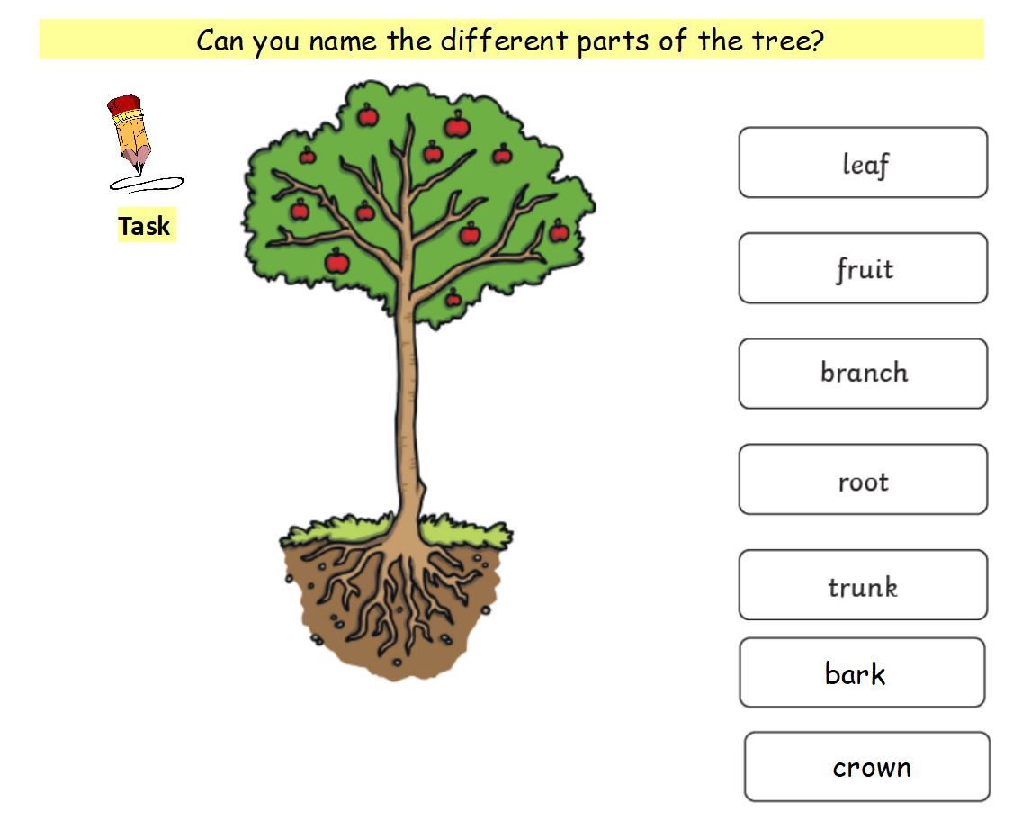 Year 1 Evergreen or Deciduous Trees