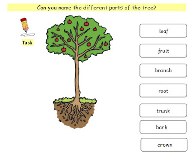 Year 2: Evergreen and Deciduous Trees