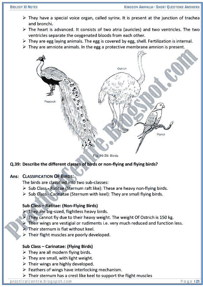 Kingdom Animalia - Short Questions Answers - Biology XI