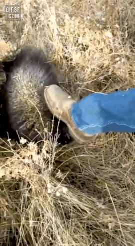 gifsf.com_0024.gif