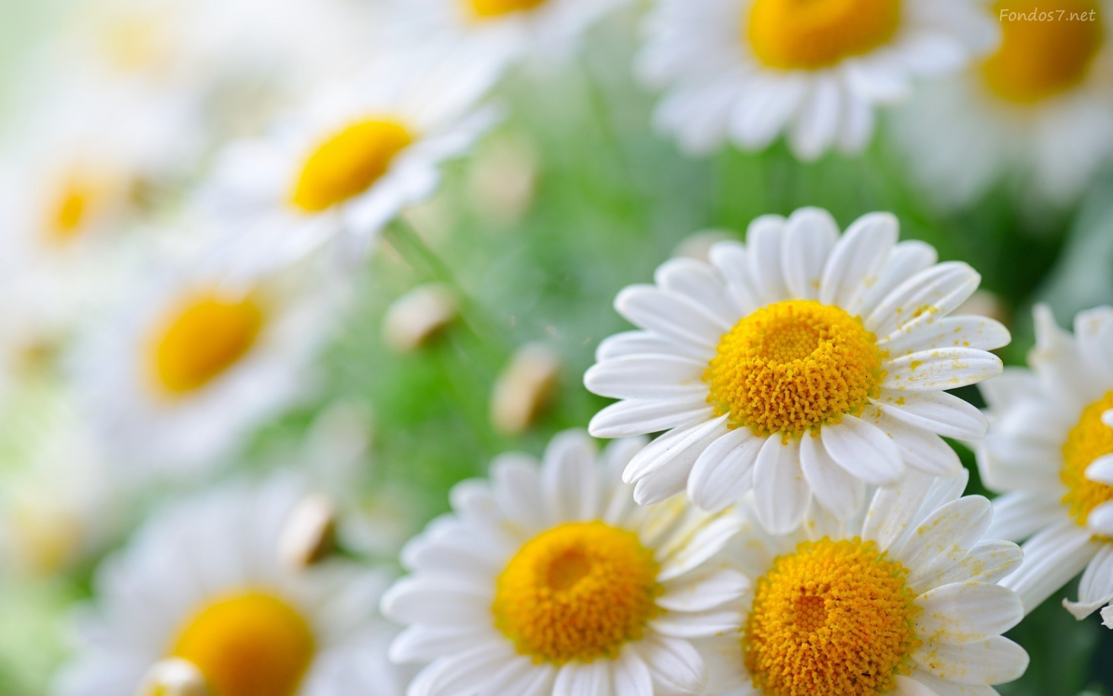 Princesa Nadie Margaritas