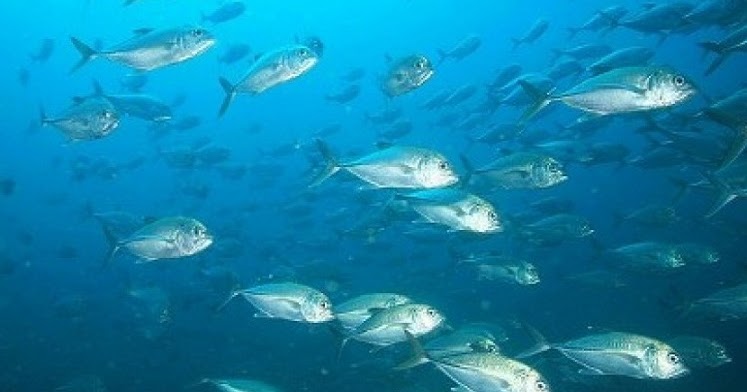 Mengapa Ikan Laut Tidak Asin Belajar Sampai Mati
