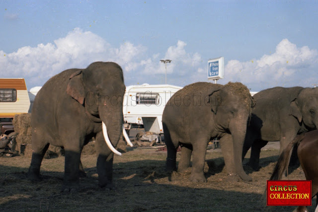 les éléphants du cirque Vargas 
