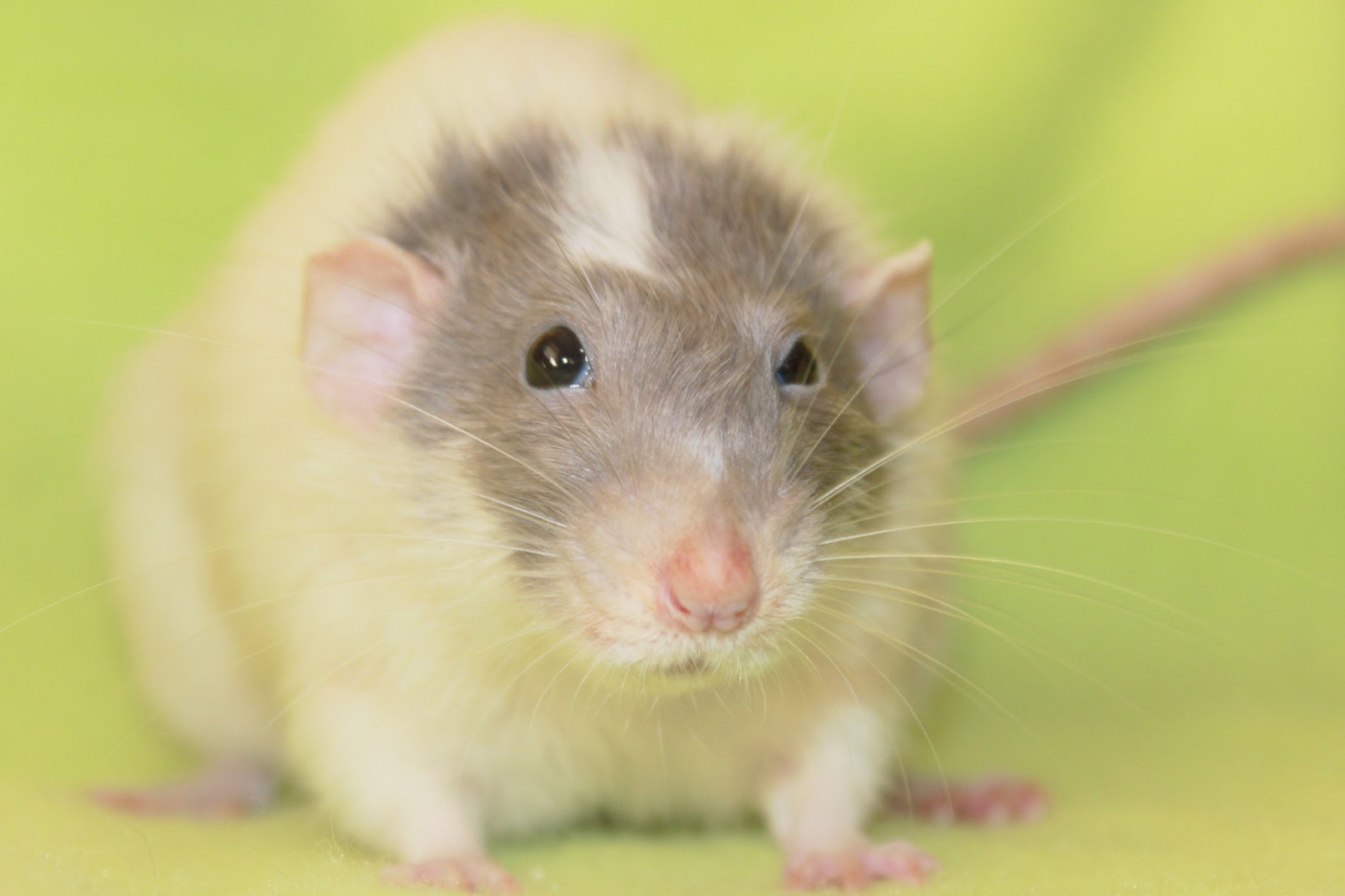 Aquarius Mischief: My Rats' Bios
