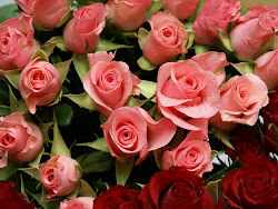 roses flowers wallpapers backgrounds rose flower pink rosas awesome