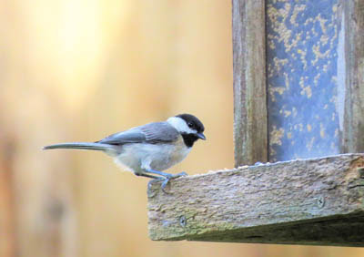 Photo of Carolina Chickadee on bird feeder Photo of Carolina Chickadee on bird feeder