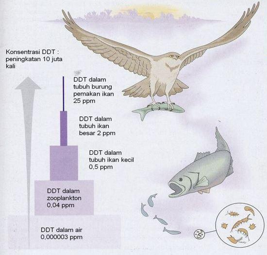 Gambar   Magnifikasi biologis DDT dalam Suatu Rantai Makanan