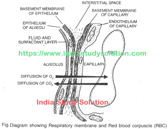 Respiratory Membrane and Red Blood Corpuscle - India Study Solution notes https://www.indiastudysolution.com - Breathing and Respiration images