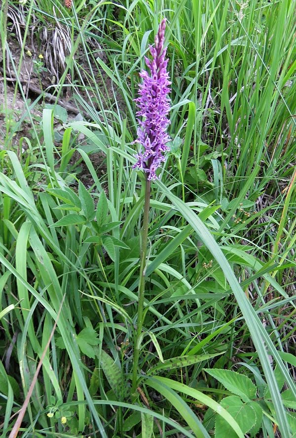 Kukułka plamista, storczyk plamisty, stoplamek plamisty (Dactylorhiza maculata L.)