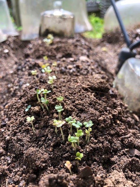 Rutabaga sprout. 発芽しはじめたルタバガ と一緒に越冬する。