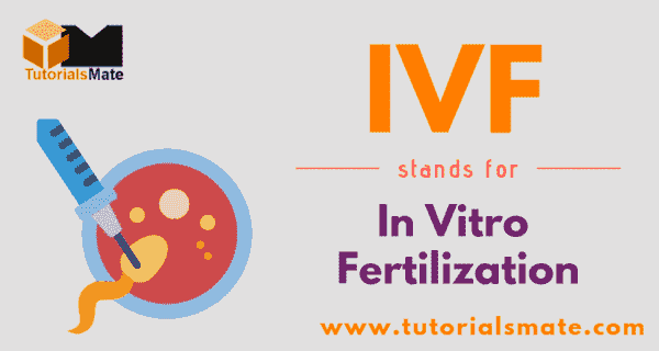 IVF Full Form