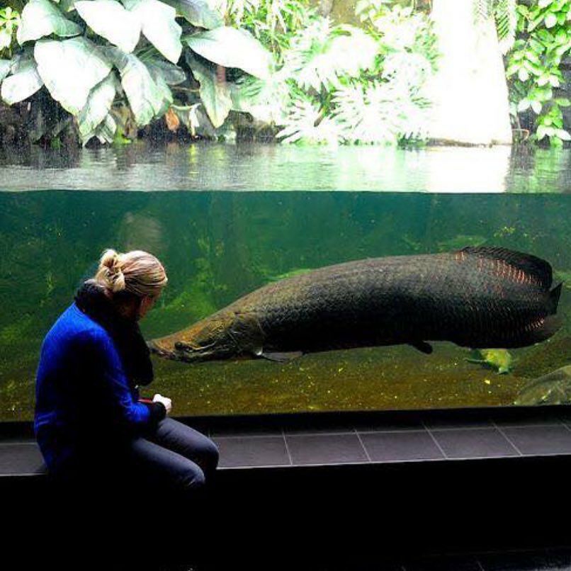 Asal Asul Dan Harga Ikan Arapaima Terbaru Ikanesia.id jpg (806x806)