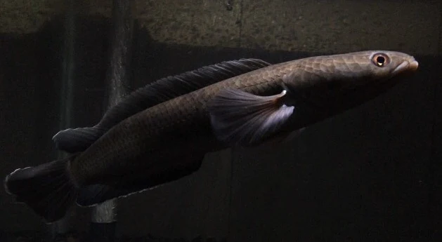 Channa Melasoma - 50 Jenis Ikan Channa Beserta Harga Terbarunya