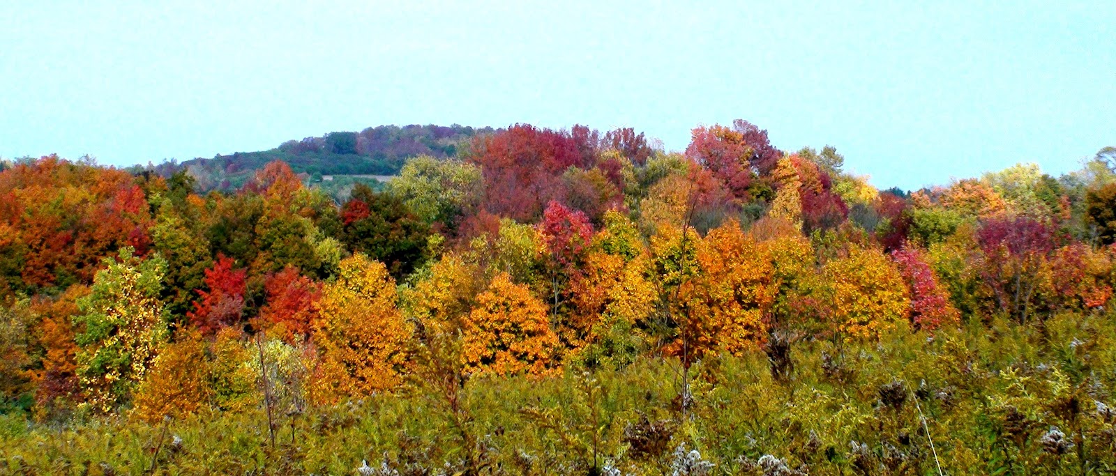 Tales From The Wilds Smooth Sumac and White Ash Blazing With Color