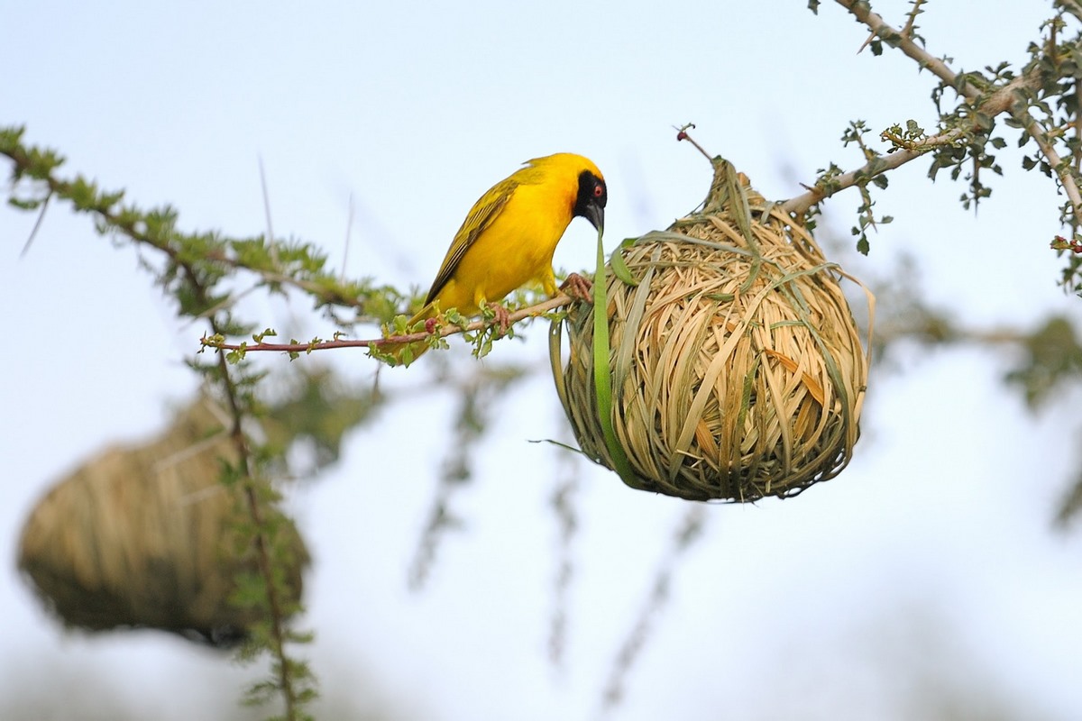 Pájaros que hilvanan las hojas que unirán para hacer sus nidos, utilizando el pico como aguja y fibras vegetales o telaraña como hilo