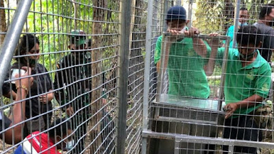 PGE Lakukan Pemindahan 11 Monyet Yaki di Tomohon