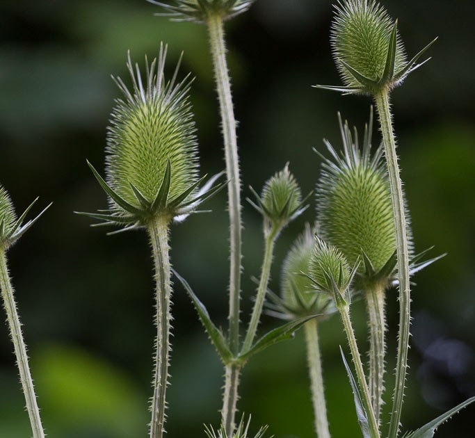 Shadows Light White Teasels shadows-light-white-teasels