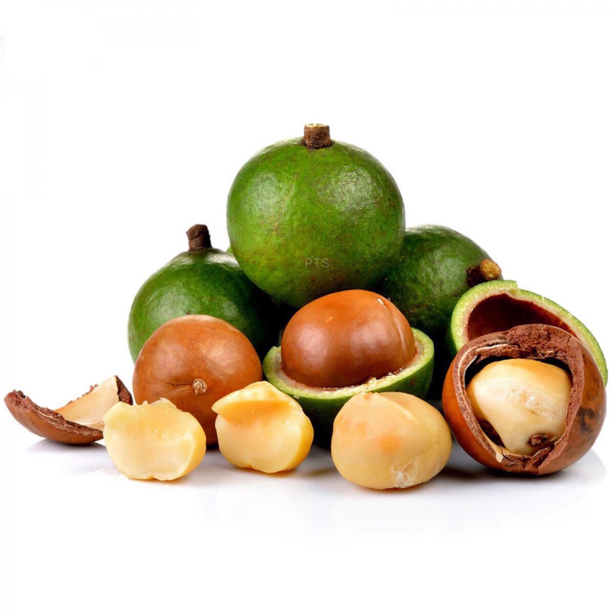 Macadamia Nut Vietnam