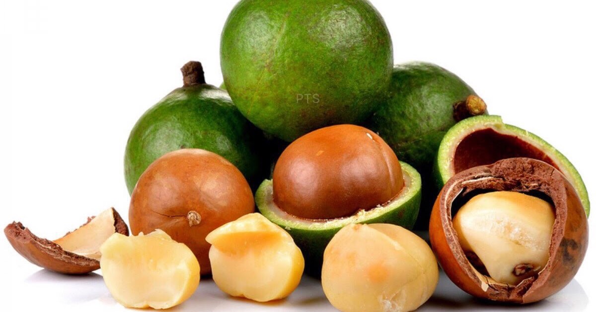 Macadamia Nut Vietnam