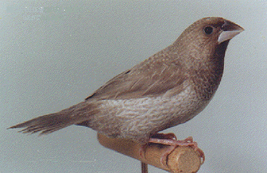 Aussie Bengos: Grey Self Bengalese 2